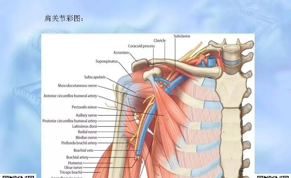 影像PPT - 【PPT】肩关节解剖-4