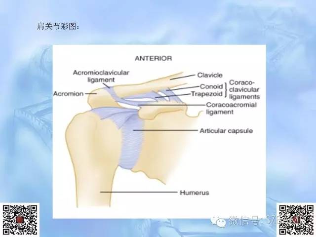 影像PPT - 【PPT】肩关节解剖-9