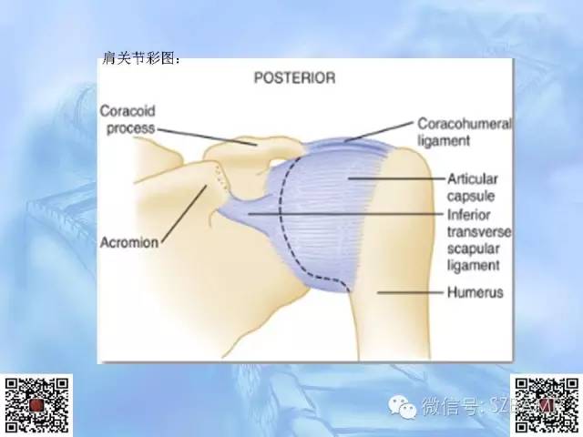 影像PPT - 【PPT】肩关节解剖-10