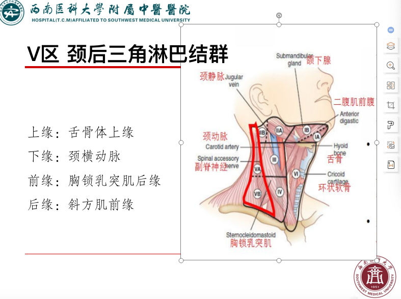 影像PPT - 【PPT】颈部淋巴结分区-22