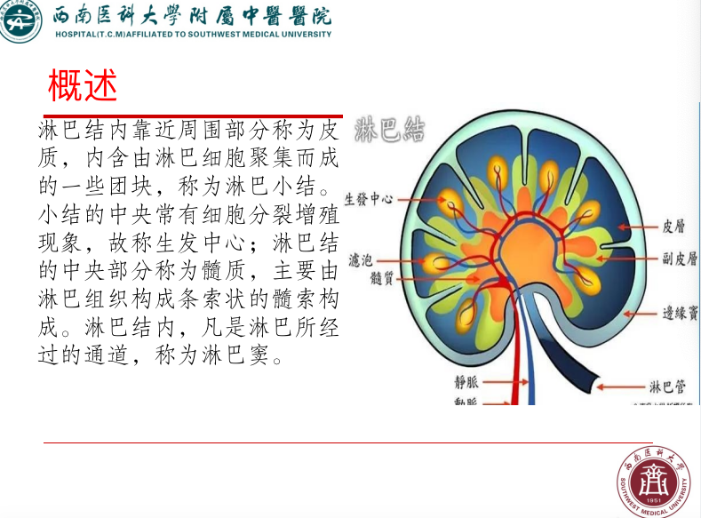 影像PPT - 【PPT】颈部淋巴结分区-4
