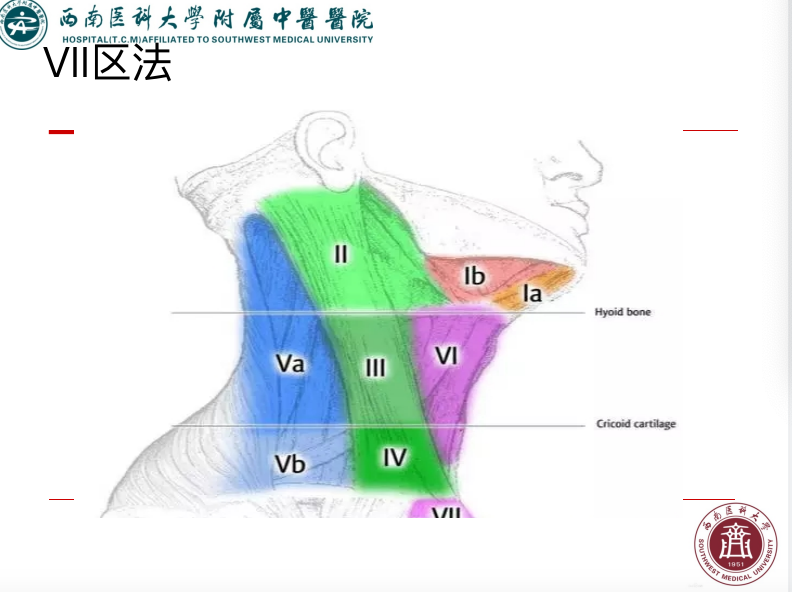 影像PPT - 【PPT】颈部淋巴结分区-8