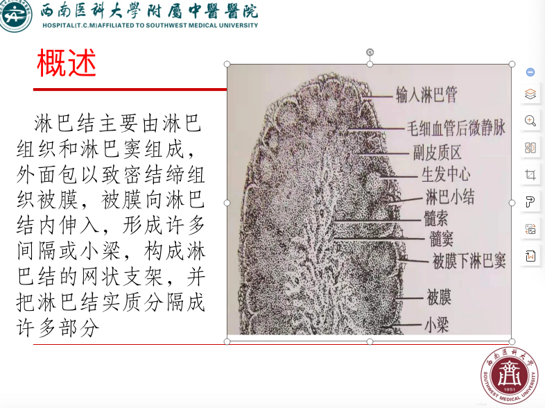 影像PPT - 【PPT】颈部淋巴结分区-3