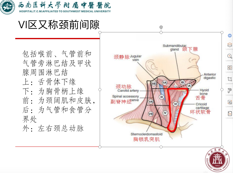 影像PPT - 【PPT】颈部淋巴结分区-26