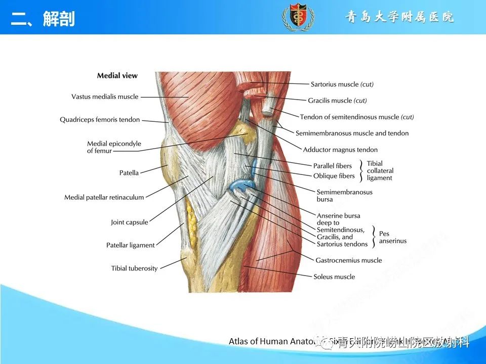 影像PPT - 【PPT】膝关节周围滑囊及其相关疾病的 MRI 表现-4