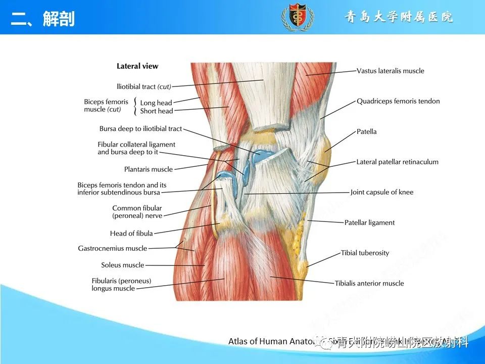 影像PPT - 【PPT】膝关节周围滑囊及其相关疾病的 MRI 表现-5