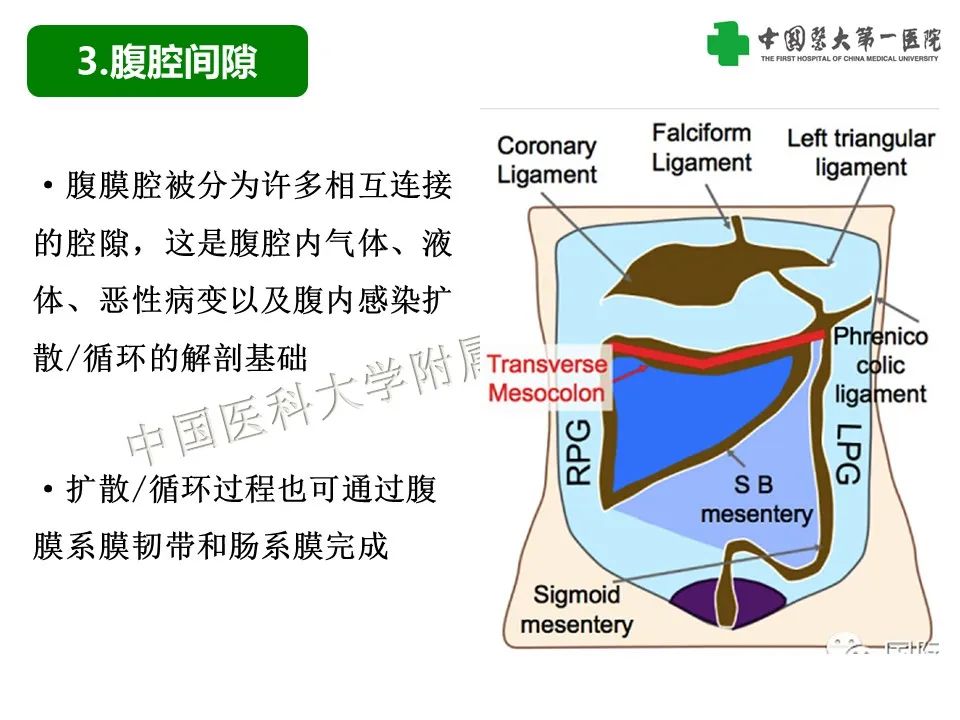 影像PPT - 【PPT】腹腔内游离气体从哪来？如何根据腹膜解剖确定穿孔位置-6