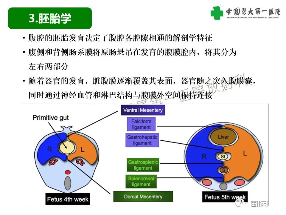影像PPT - 【PPT】腹腔内游离气体从哪来？如何根据腹膜解剖确定穿孔位置-7