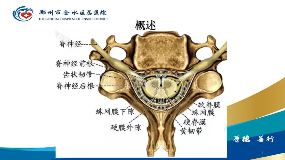 影像PPT - 【PPT】脊髓纵裂及相关疾病影像表现-3