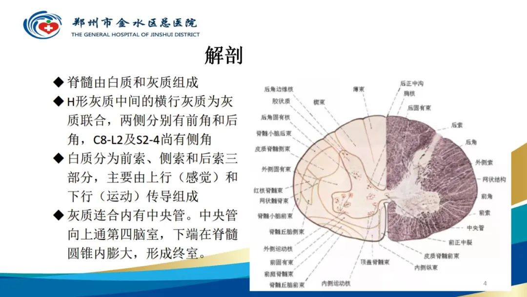 影像PPT - 【PPT】脊髓纵裂及相关疾病影像表现-4