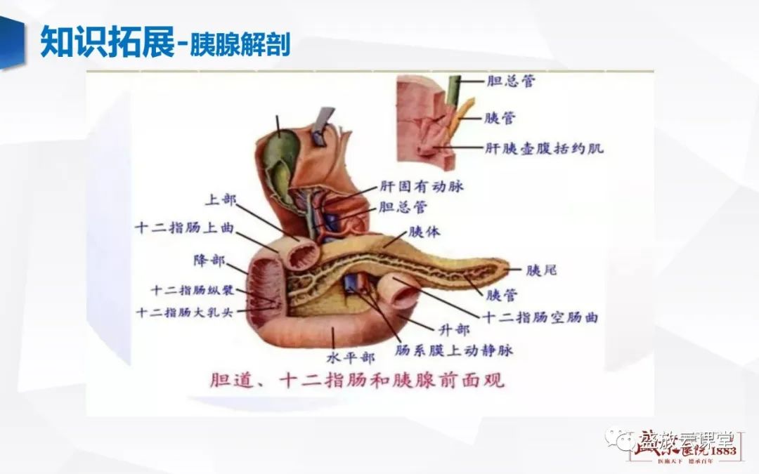 影像PPT - 【PPT】胰腺病变-胰腺癌-19