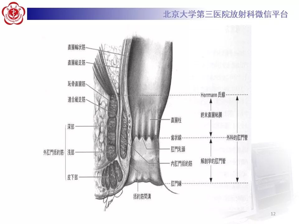 影像PPT - 【PPT】肛瘘-11
