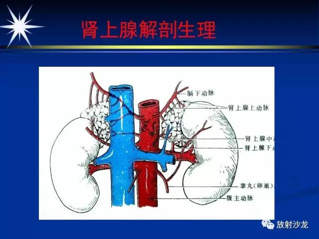 影像PPT - 【PPT】肾上腺影像学诊断-5