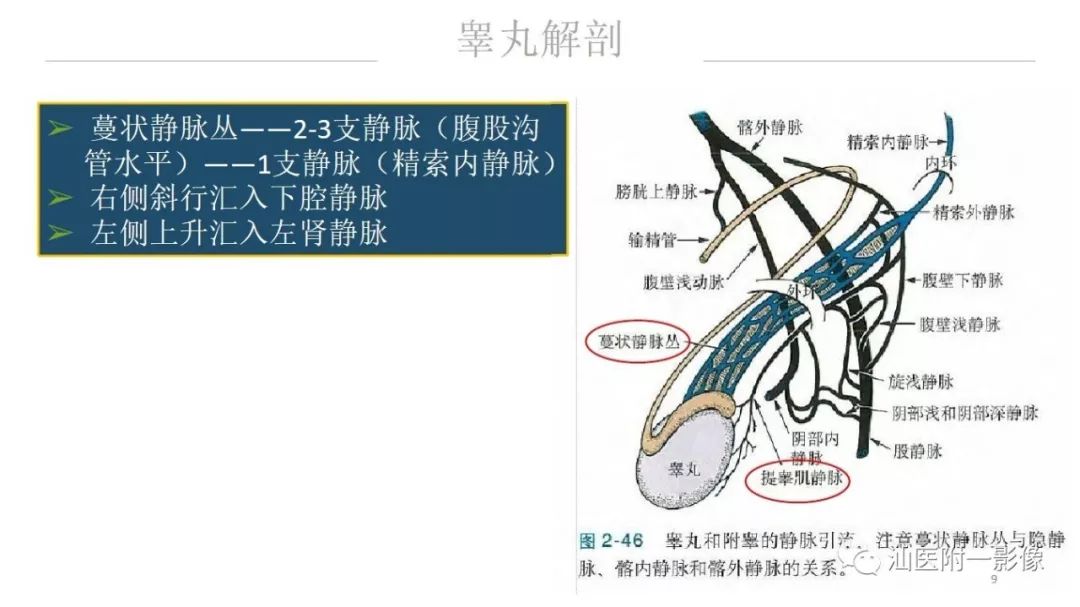 影像PPT - 【PPT】睾丸病变知多少-9