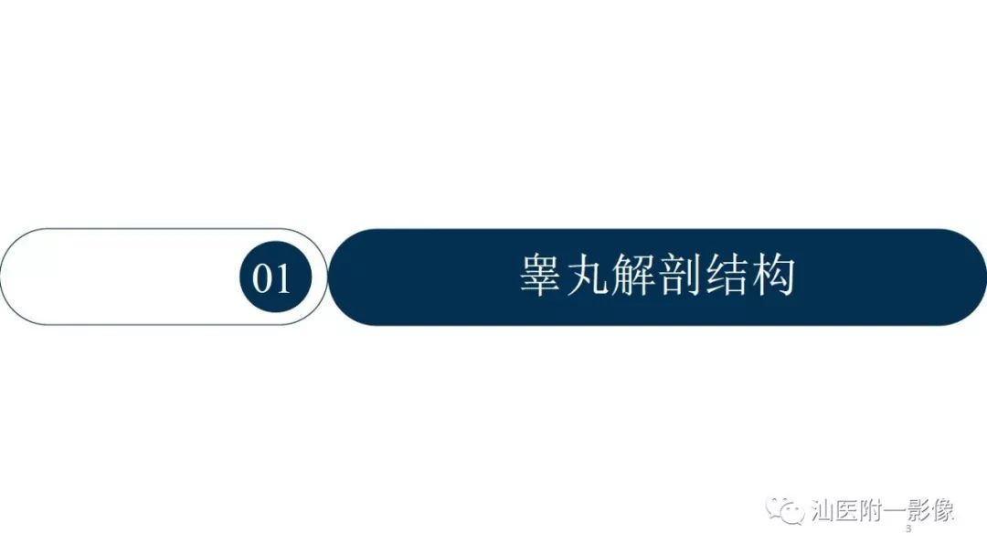 影像PPT - 【PPT】睾丸病变知多少-3