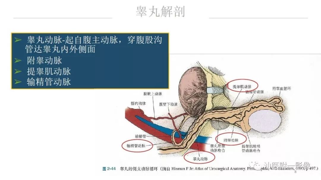 影像PPT - 【PPT】睾丸病变知多少-8