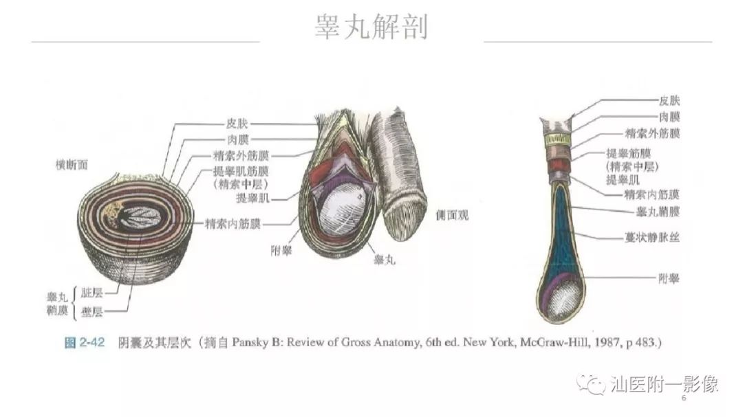 影像PPT - 【PPT】睾丸病变知多少-6