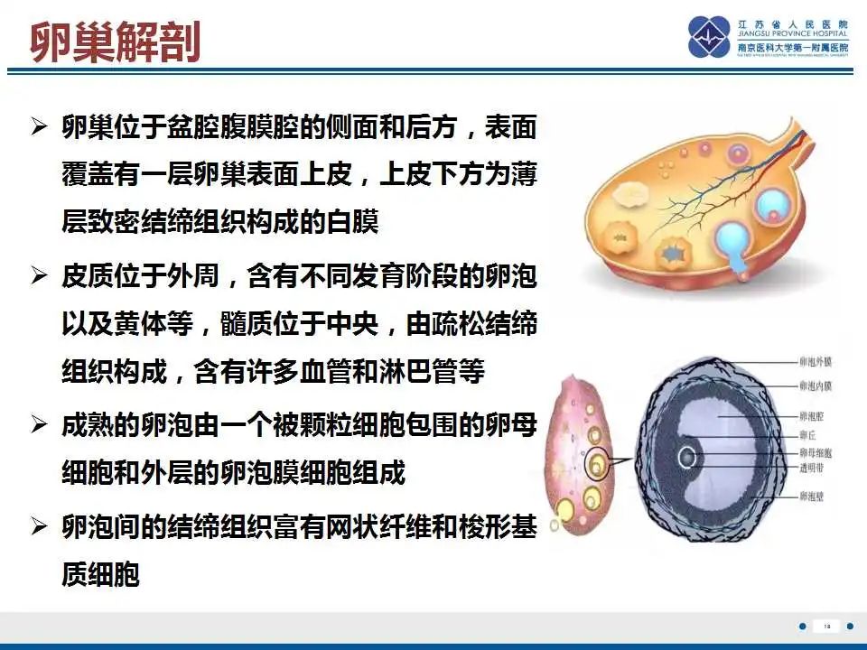 影像PPT - 【PPT】卵巢支持细胞瘤-19