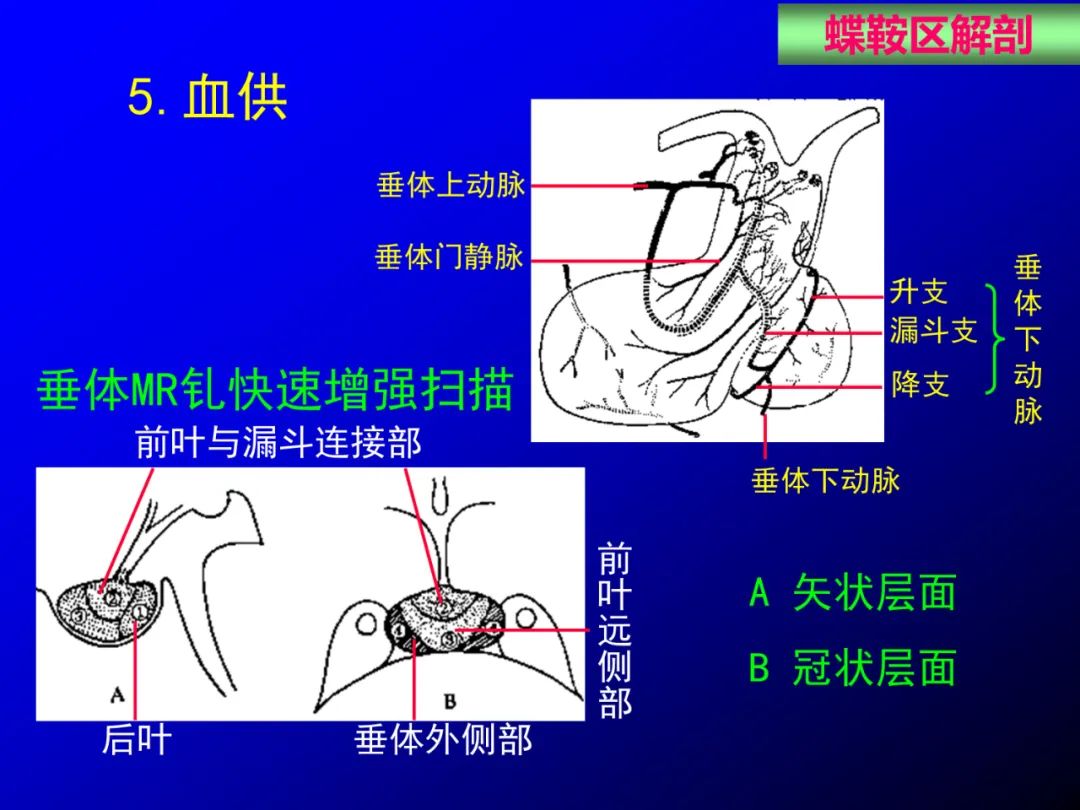 影像PPT - 【PPT】蝶鞍区断层解剖与影像对照-19