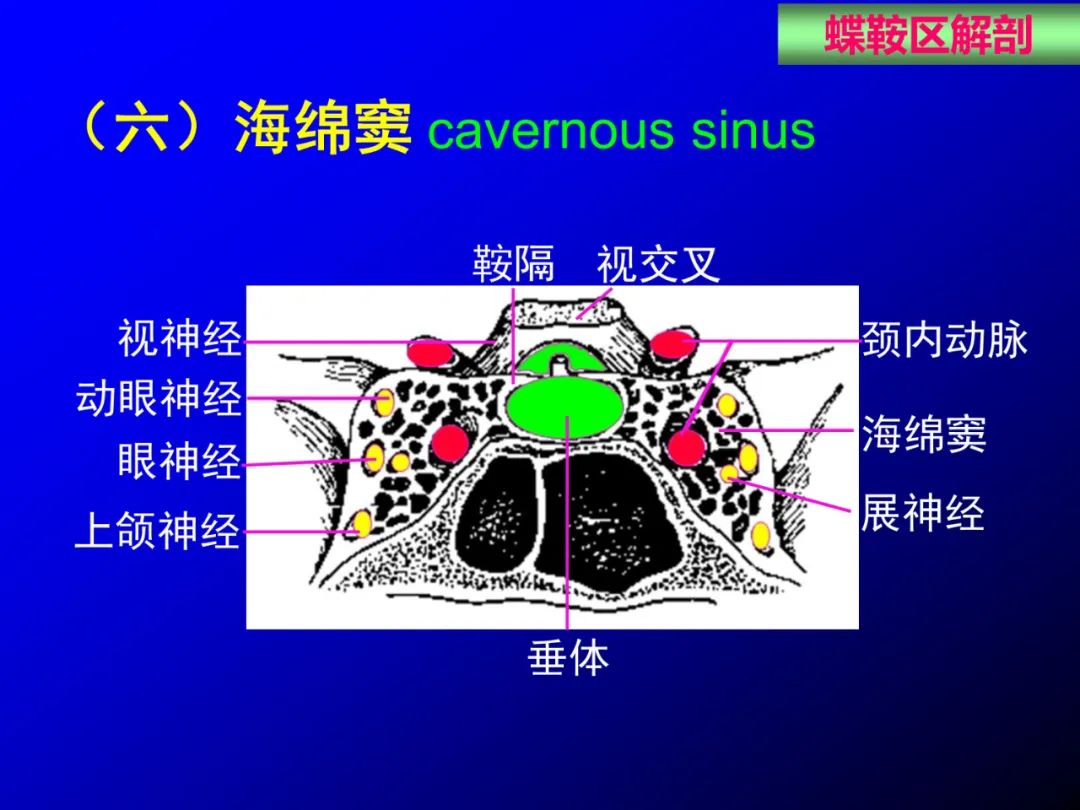 影像PPT - 【PPT】蝶鞍区断层解剖与影像对照-20