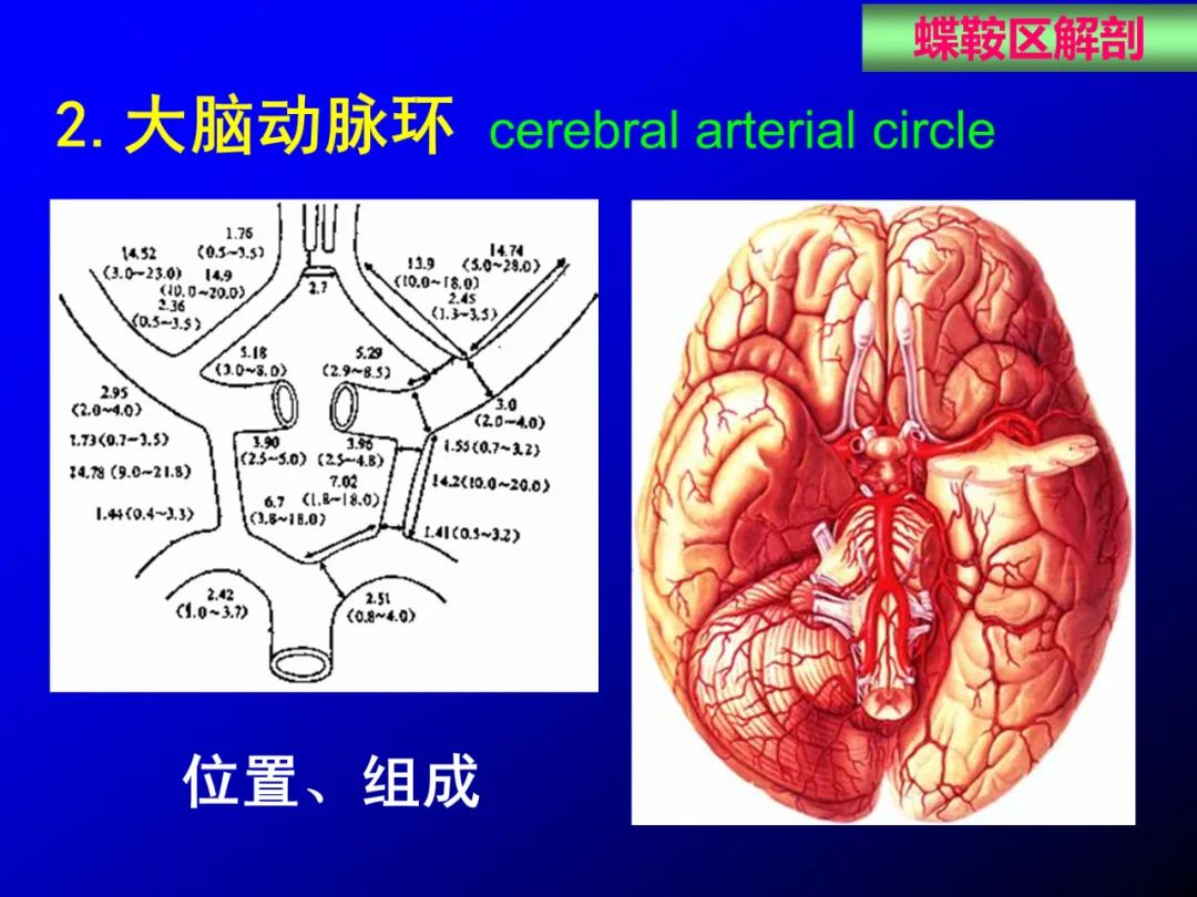 影像PPT - 【PPT】蝶鞍区断层解剖与影像对照-28