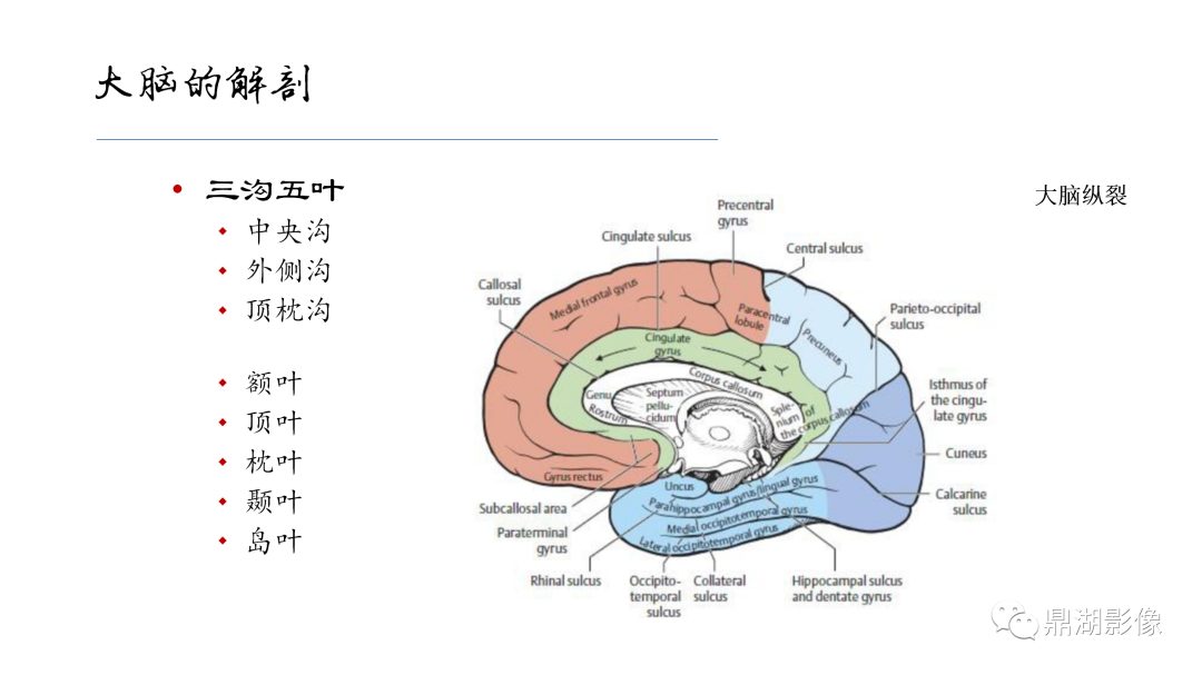 影像PPT - 【PPT】准确识别MR大脑解剖结构的诊断价值-5