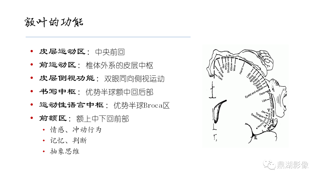 影像PPT - 【PPT】准确识别MR大脑解剖结构的诊断价值-11