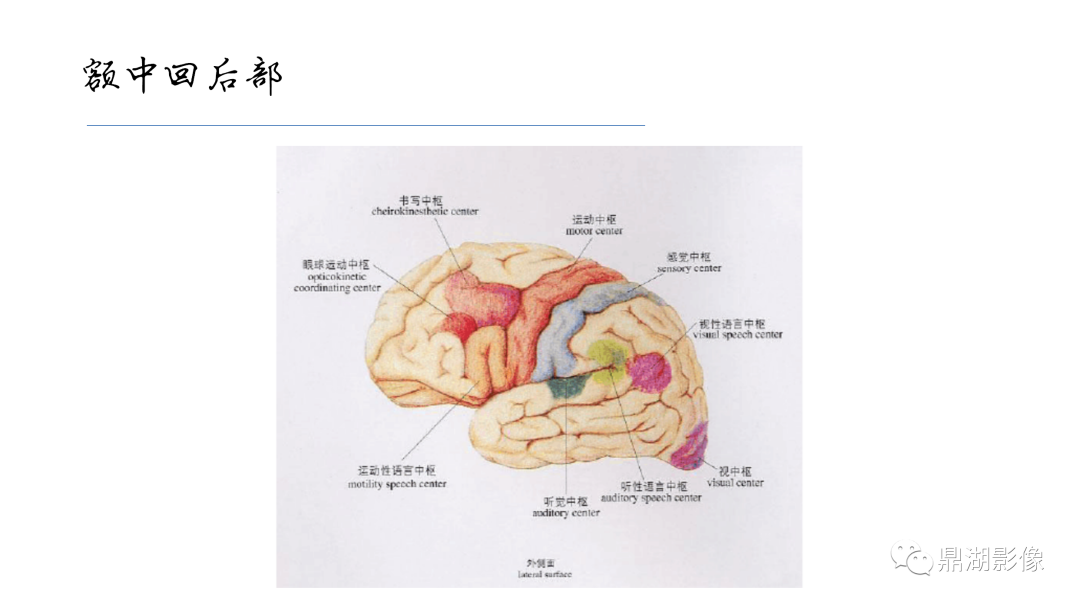 影像PPT - 【PPT】准确识别MR大脑解剖结构的诊断价值-13