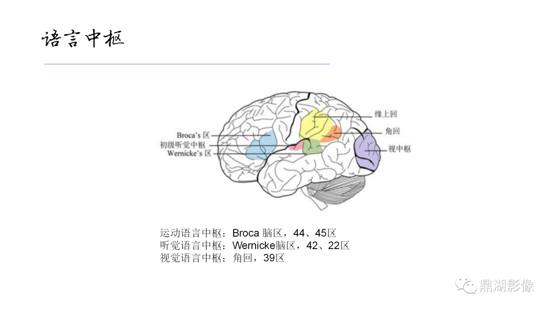 影像PPT - 【PPT】准确识别MR大脑解剖结构的诊断价值-20