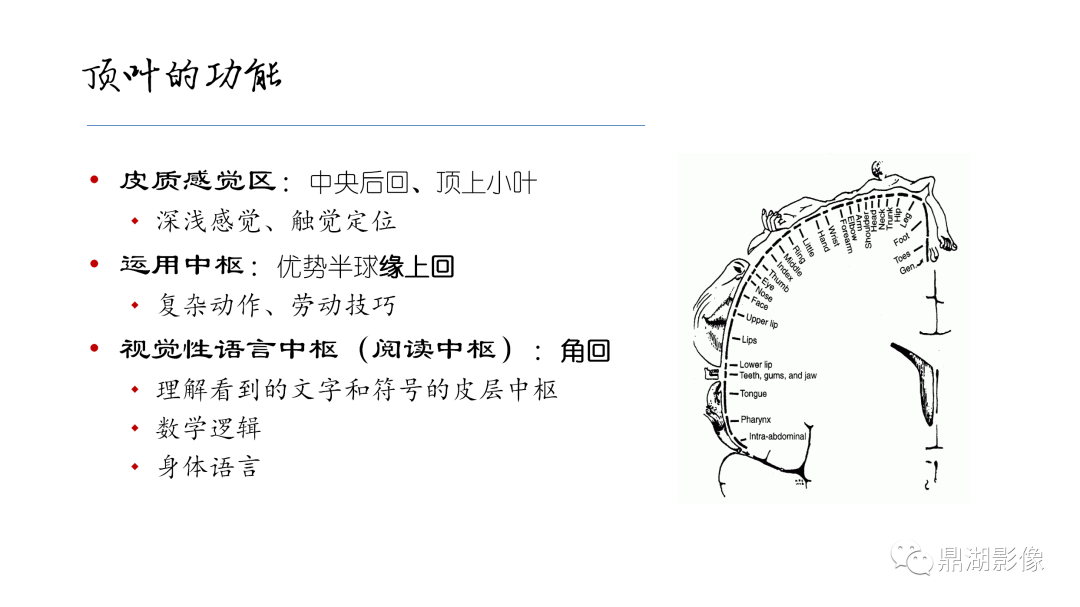 影像PPT - 【PPT】准确识别MR大脑解剖结构的诊断价值-27