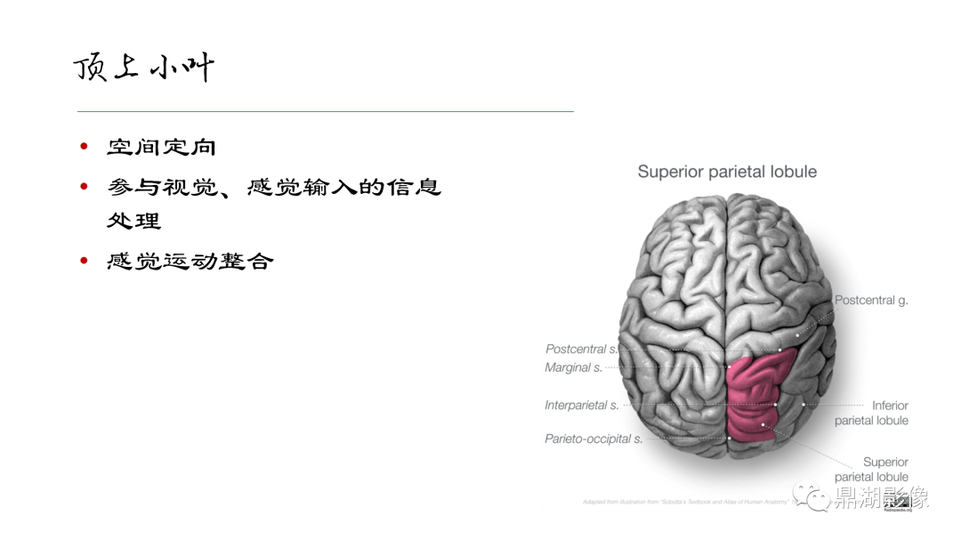 影像PPT - 【PPT】准确识别MR大脑解剖结构的诊断价值-28