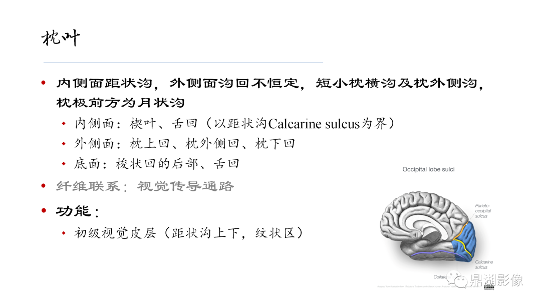 影像PPT - 【PPT】准确识别MR大脑解剖结构的诊断价值-36