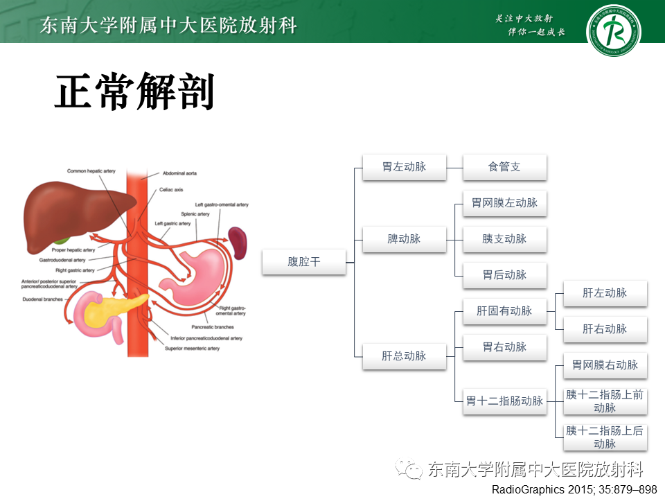 影像PPT - 【PPT】肝动脉变异-7