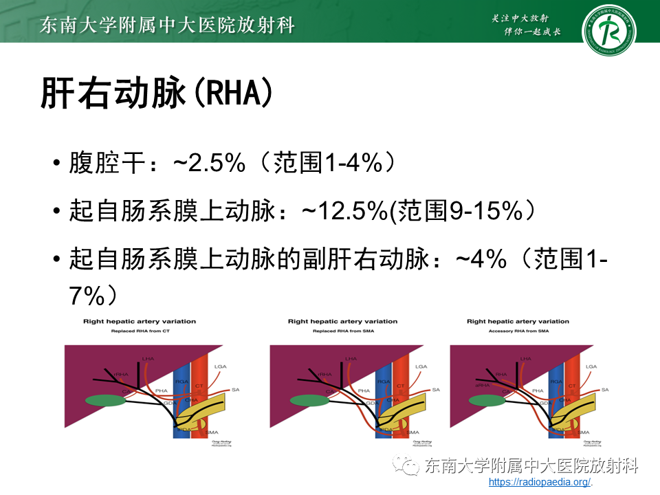 影像PPT - 【PPT】肝动脉变异-10
