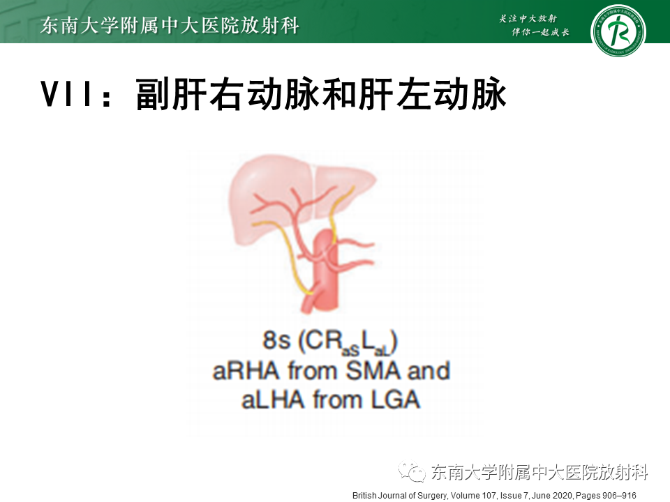 影像PPT - 【PPT】肝动脉变异-27