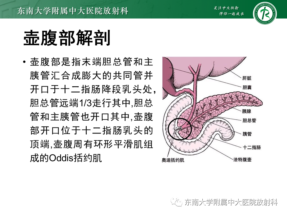 影像PPT - 【PPT】局灶型IgG4相关性自身免疫性胰腺炎-32
