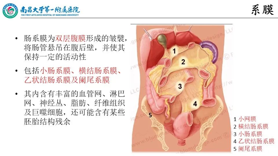 影像PPT - 【PPT】腹膜解剖及常见疾病的影像诊断-5