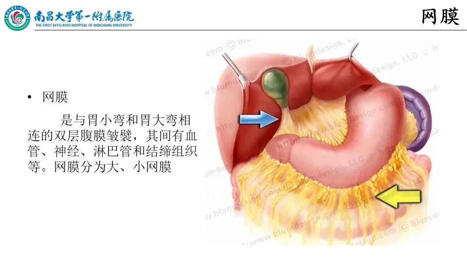影像PPT - 【PPT】腹膜解剖及常见疾病的影像诊断-6