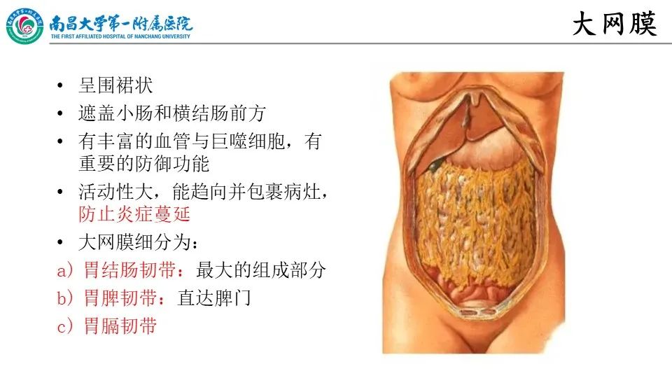 影像PPT - 【PPT】腹膜解剖及常见疾病的影像诊断-7