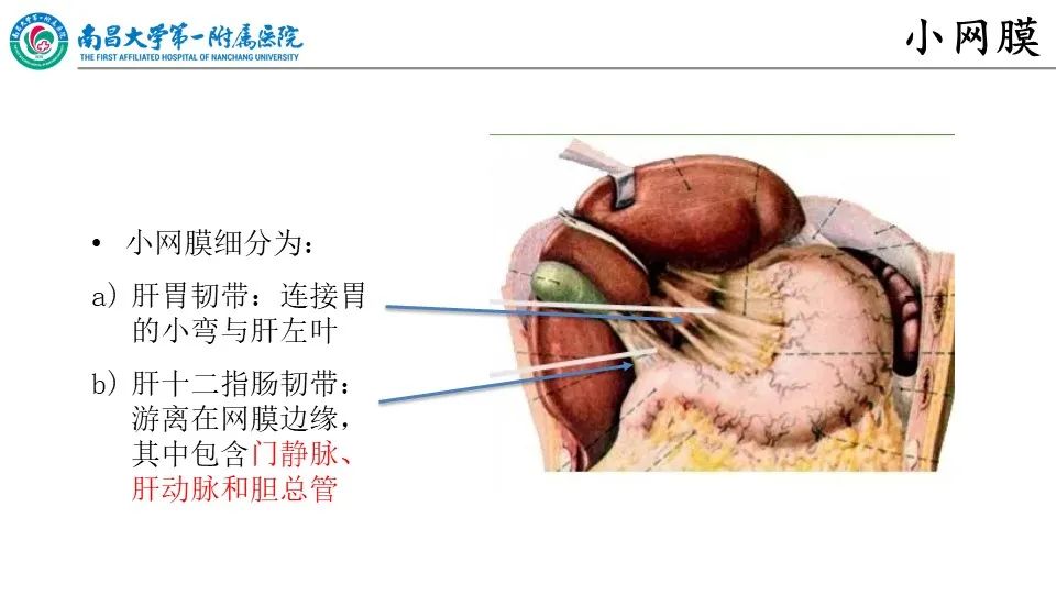 影像PPT - 【PPT】腹膜解剖及常见疾病的影像诊断-8
