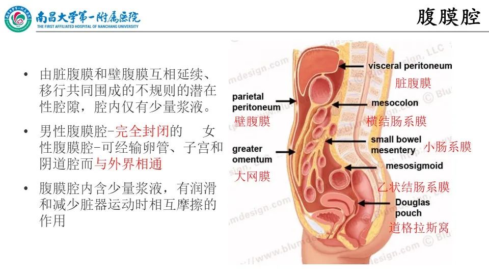 影像PPT - 【PPT】腹膜解剖及常见疾病的影像诊断-9