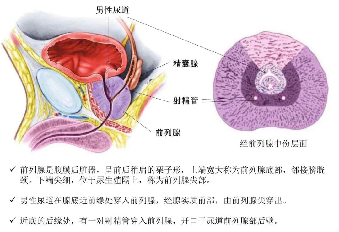 影像PPT - 前列腺磁共振PI-PARS V2.1及正确的报告书写-1 影像PPT - 前列腺磁共振PI-PARS V2.1及正确的报告书写-1