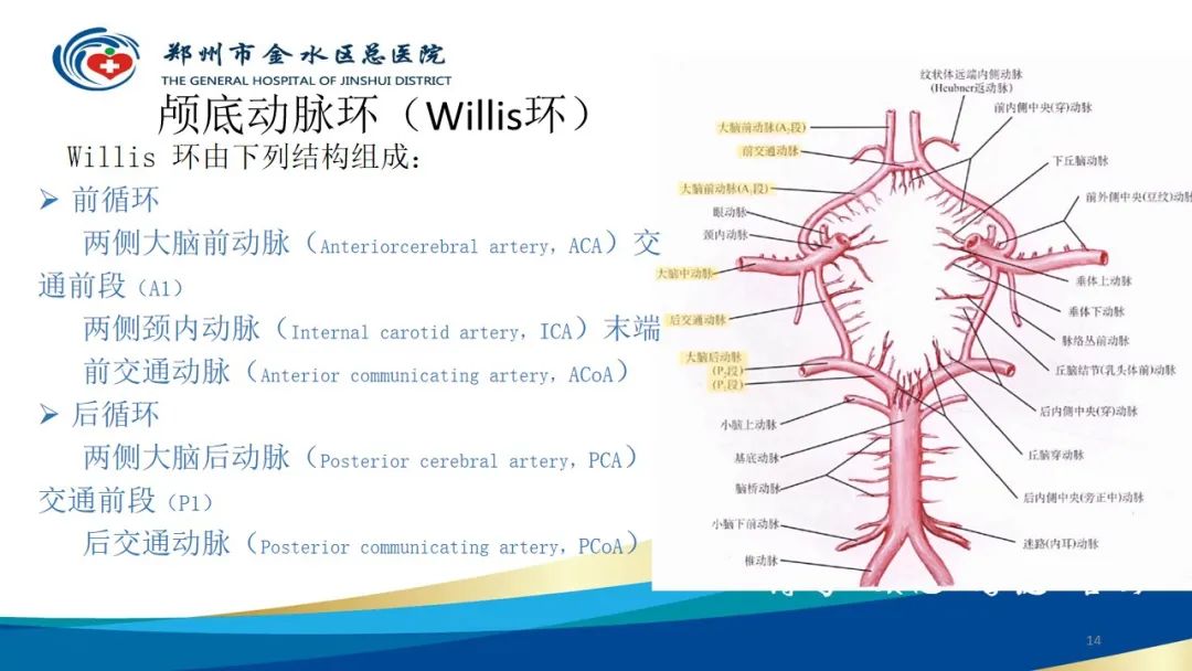 影像PPT - 【PPT】头颈CTA扫描技术与临床应用-14