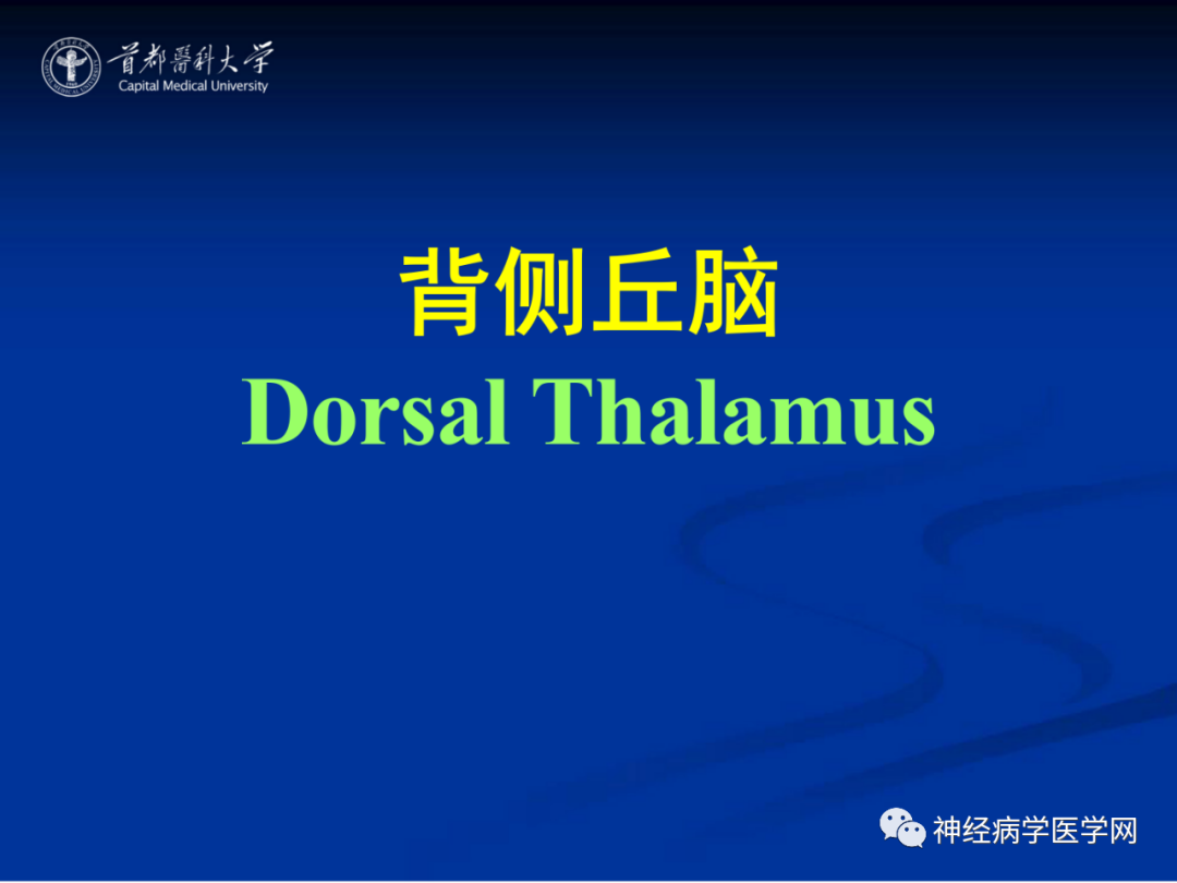 影像PPT - 【PPT】颅脑解剖—间脑-5