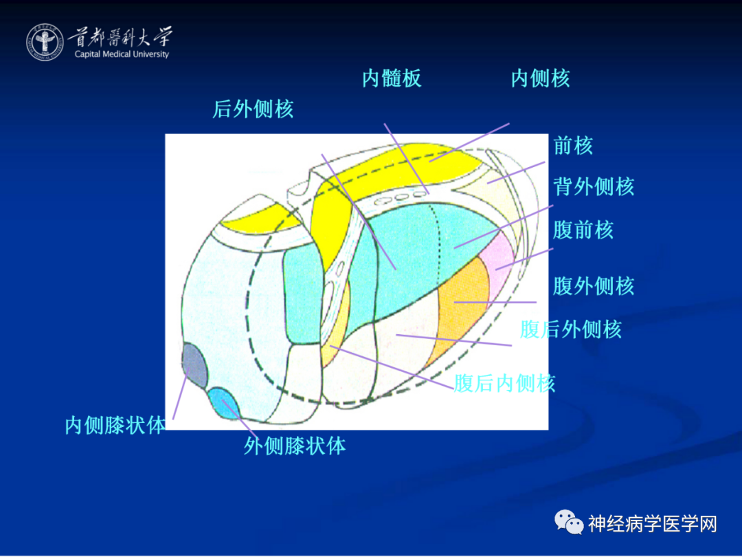 影像PPT - 【PPT】颅脑解剖—间脑-8