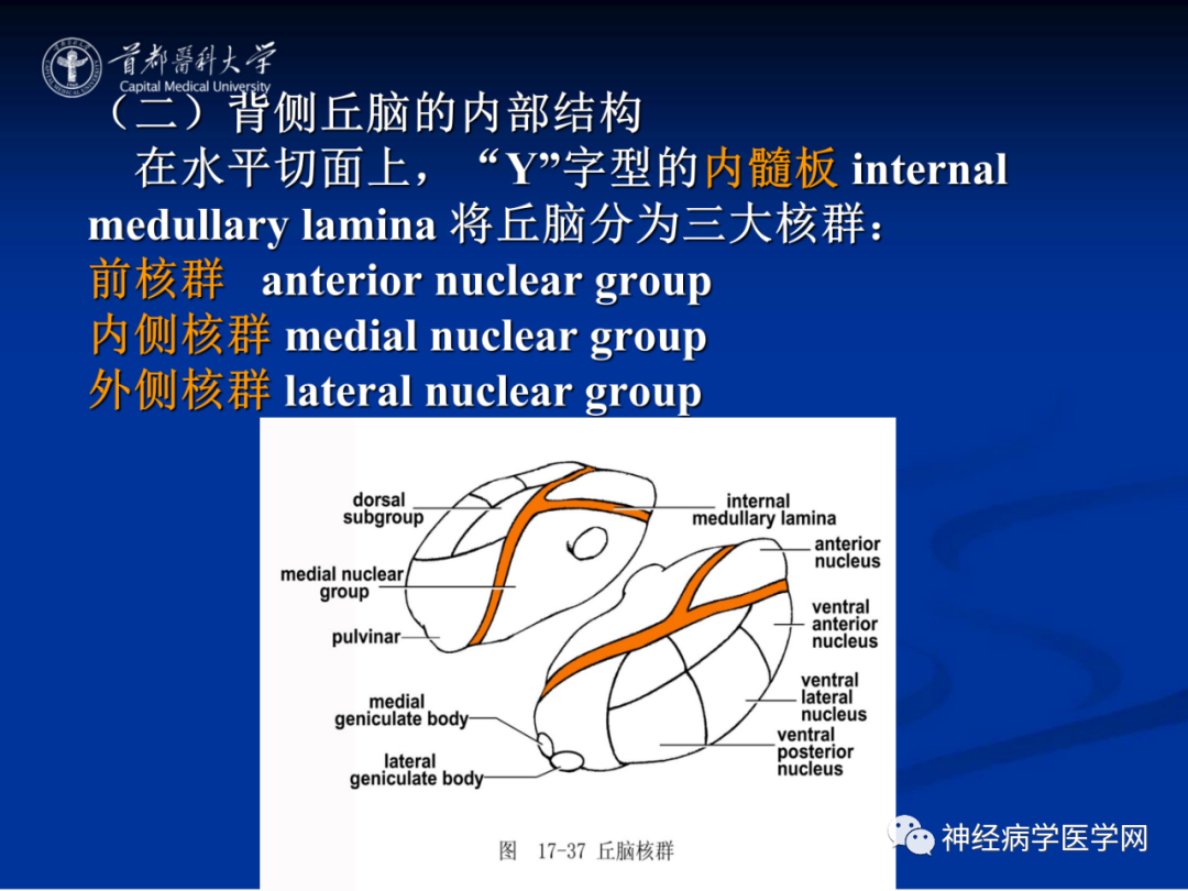 影像PPT - 【PPT】颅脑解剖—间脑-9