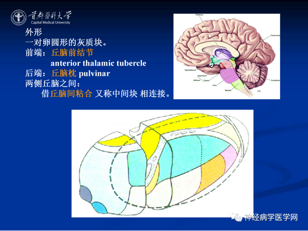 影像PPT - 【PPT】颅脑解剖—间脑-7