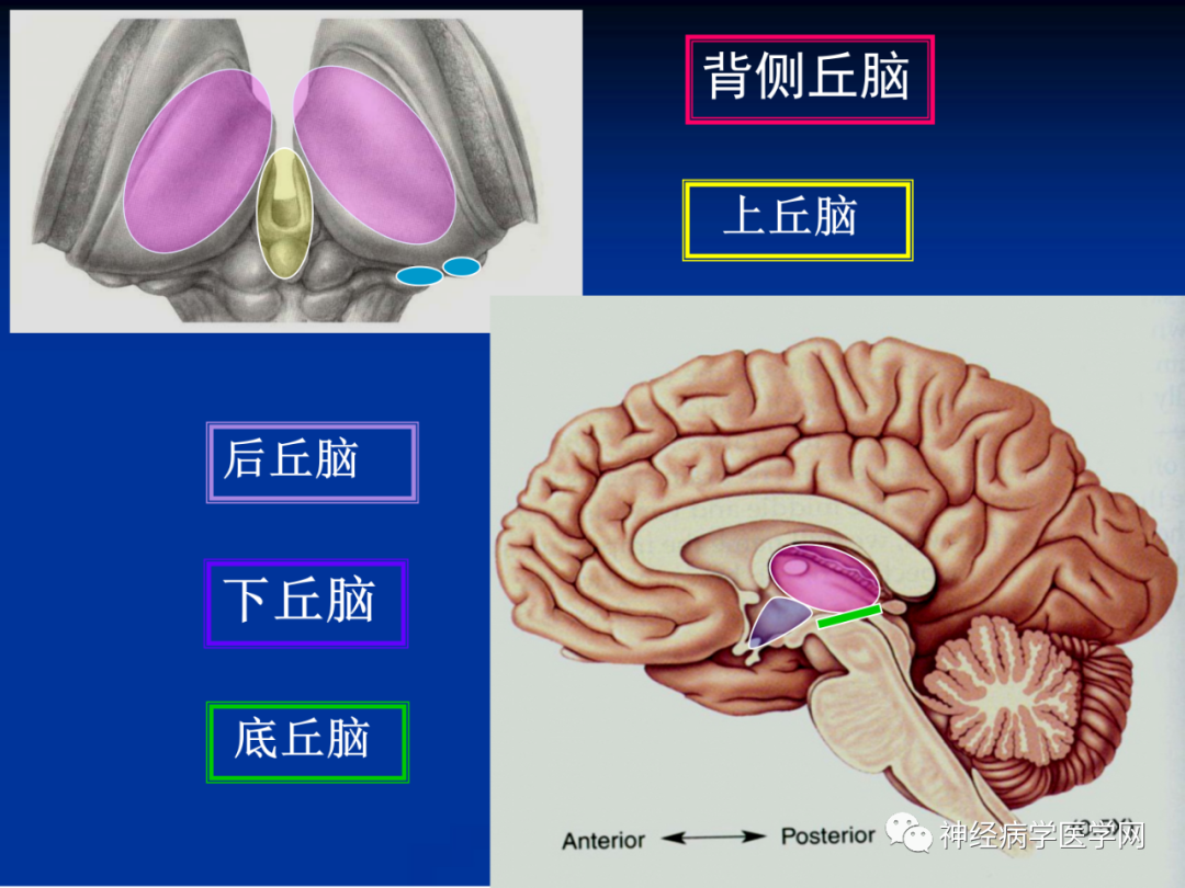 影像PPT - 【PPT】颅脑解剖—间脑-4