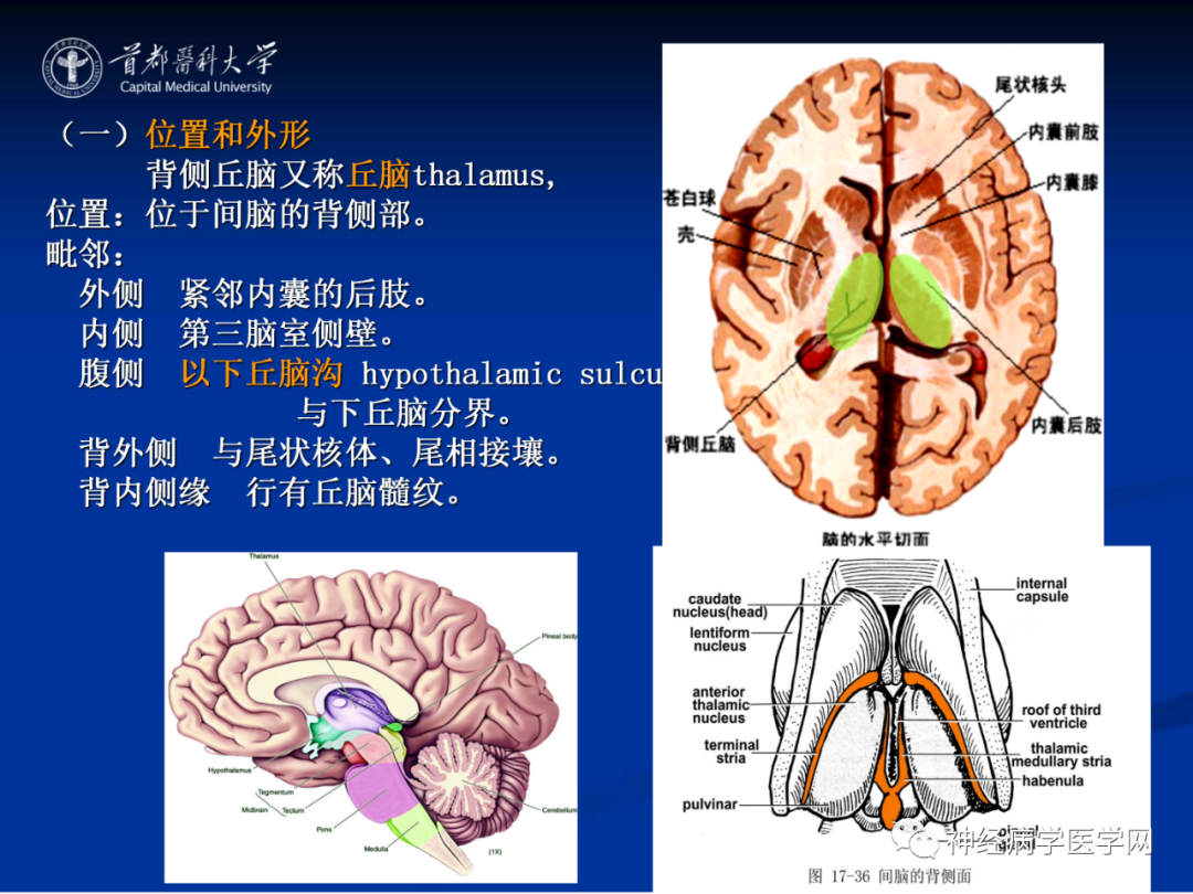 影像PPT - 【PPT】颅脑解剖—间脑-6