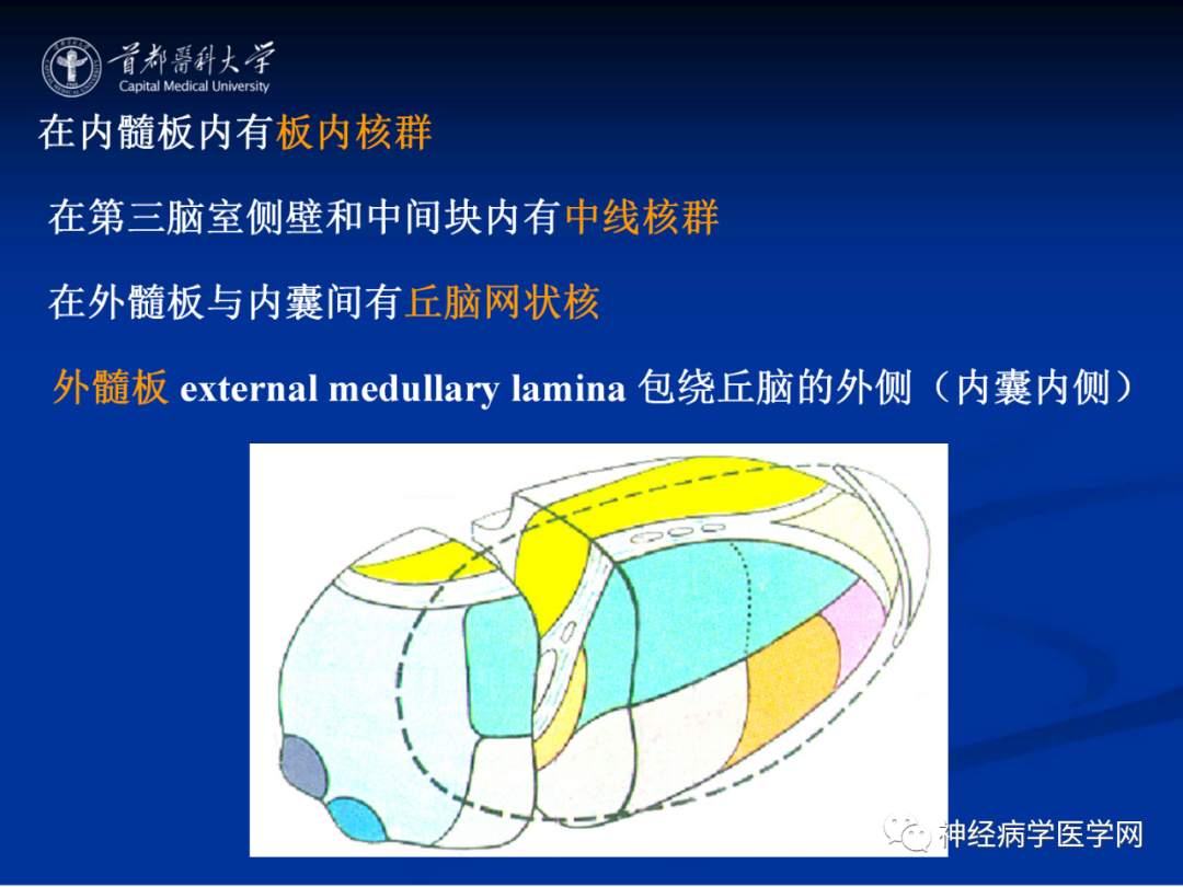 影像PPT - 【PPT】颅脑解剖—间脑-10